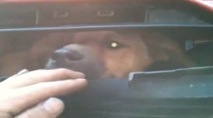 Elütött eb élve az autóba ékelődve