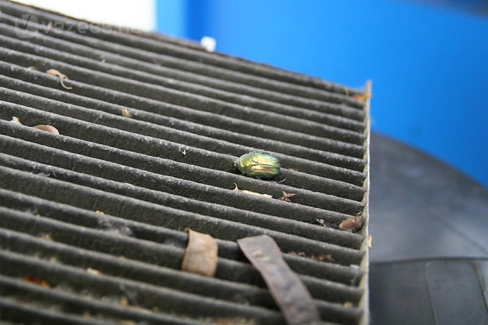 Cetonia aurata a pollenszűrőn