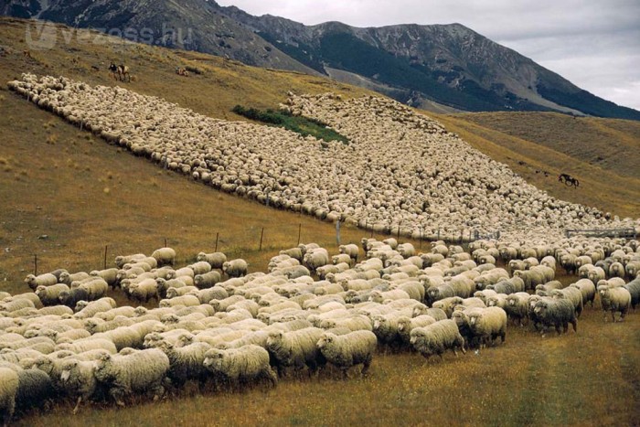 Birkanyájgyilkos sofőr