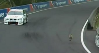 Kenguru életveszélyben!