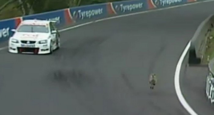 Kenguru életveszélyben!