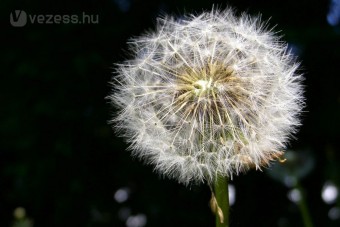 Jöhet a pitypangból készült gumi