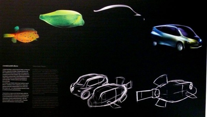 Halból születik a hal