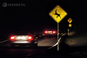 Láthatósági mellény szarvasoknak