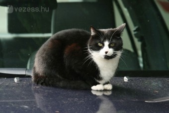 Motortérben utazott egy macska