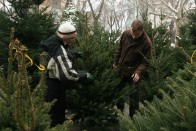 Faipari gyorstalpaló egy őstermelőnél: az erdei fenyőnek van hosszú tűlevele, a luc- és az ezüst illatos, a nordmannfenyő nem, cserébe sokáig tart. Utóbbi másik neve a Wikipedia szerint Kaukázusi jegenyefenyő, de Zalában is biztosan megterem. Az árak tavaly óta nem nagyon emelkedtek, mert így is rengeteg fa megmarad