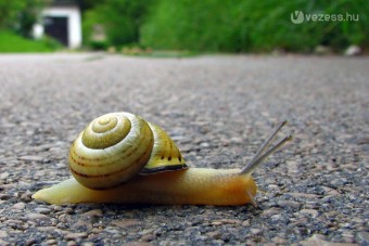 Csiga okozott halálos autóbaleset