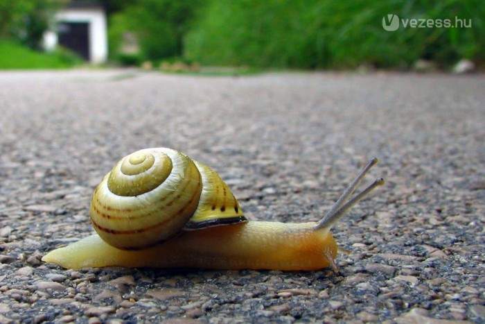 Csiga okozott halálos autóbaleset