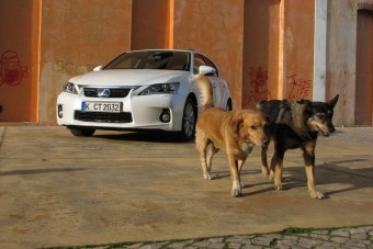 Kis presztízs-hibrid született