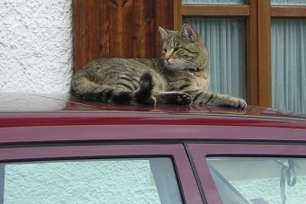 50 km-t autózott a motorházban egy macska