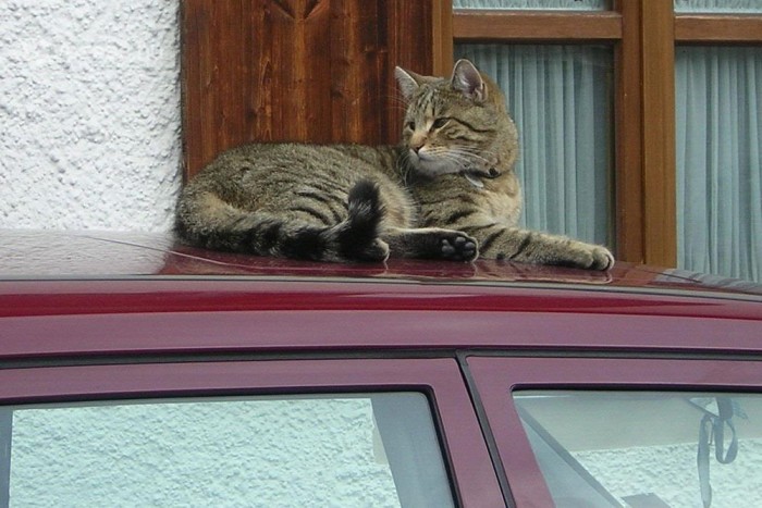 50 km-t autózott a motorházban egy macska