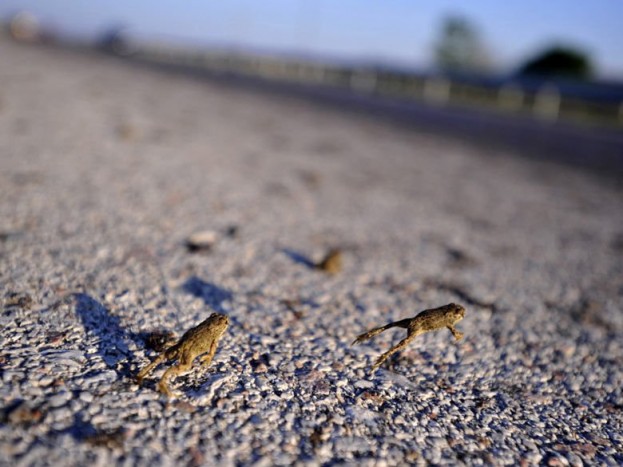 Megtanulták a KRESZ-t a békák 4