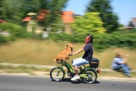 A patás ördög és kedvenc majma is itt volt