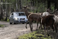 Állatok ellen készül a Volvo 6
