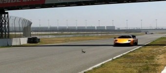 Mókus a Lamborghini ellen 1:0