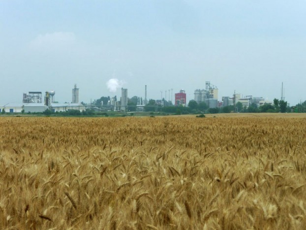 Még a gyár környékén sem csak kukoricát termesztenek, nincs kirabolva a termőföld