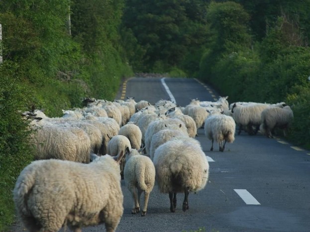 Juhok miatt ütköztek autók