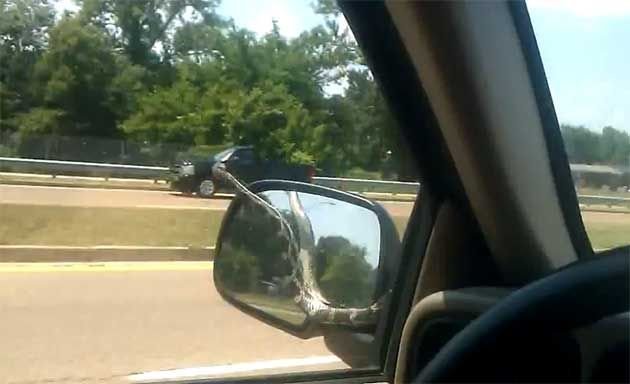 Kígyó az autón! Te mit tennél?