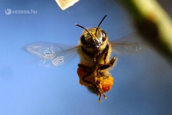 Méhraj támadt egy repülőgép utasaira
