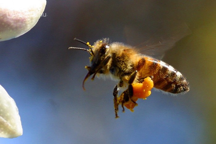 Méhraj támadt egy repülőgép utasaira 3 | Vezess Méhraj támadt egy repülőgép utasaira 3