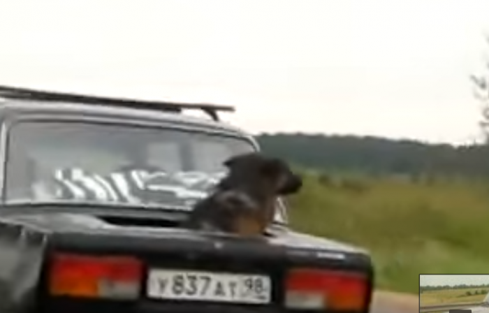 Kutyavilág Oroszországban