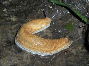 Öngyilkos csiga lassította a közlekedést