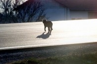 Amikor a jog találkozik a hét életétől megfosztott macskával