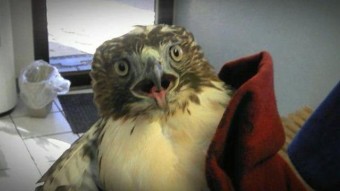 Neved ezentúl elgázolt sólyom