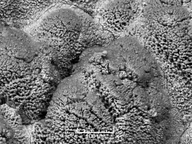 A látható világon túl is kutat a Ford 5 | Vezess Mélytengeri szivacs, vagy némi olajmaradék erős nagyításban? Valószínűleg az utóbbi, bár erősen különbözik attól, ahogyan egy folyadékot elképzelünk