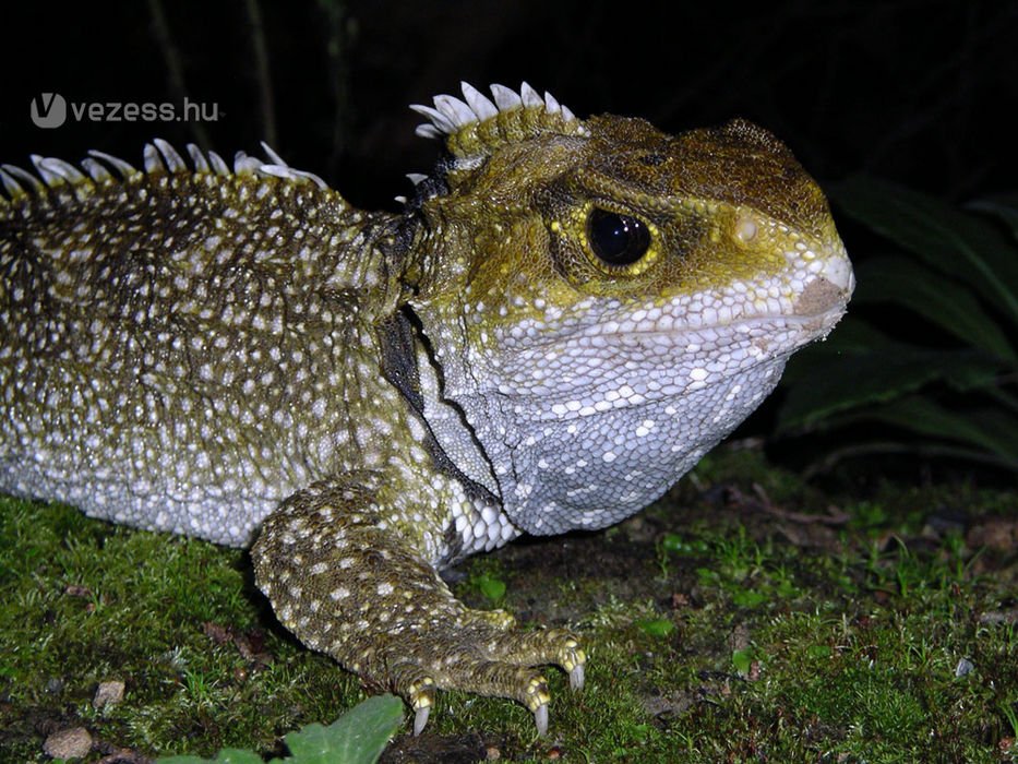 A Tuatara Új-Zélandról