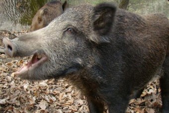 Vaddisznókra lövöldöztek az M1-es autópályán