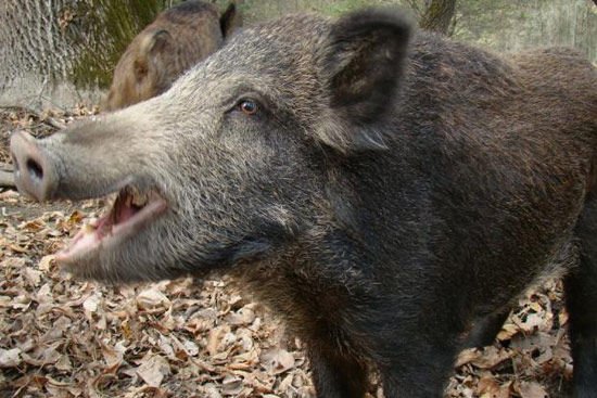 Vaddisznókra lövöldöztek az M1-es autópályán
