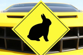 Nyulat fogott autóval, pedig nem is akarta