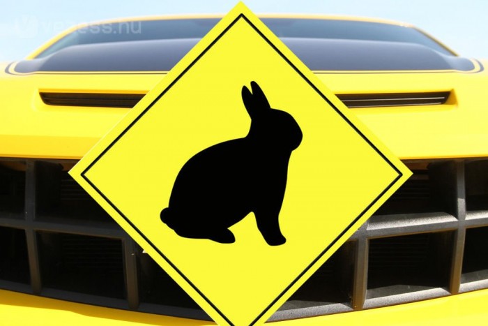 Nyulat fogott autóval, pedig nem is akarta