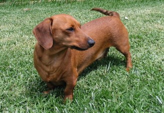 Kutyájára fogta a gyorshajtást