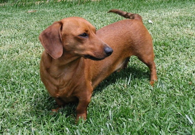 Kutyájára fogta a gyorshajtást