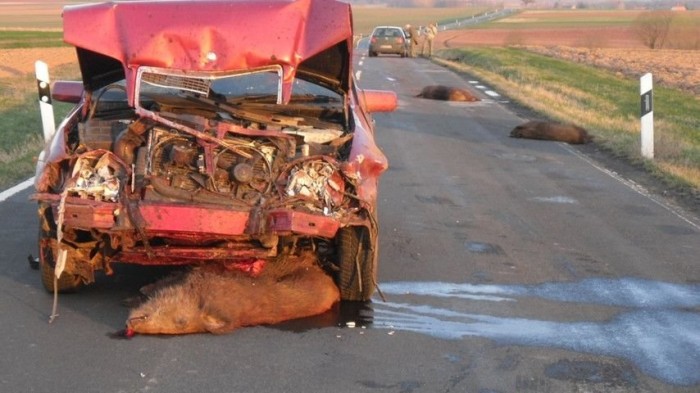 Százméternyi állattetem az úton