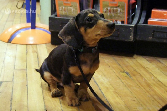 Parkolási bírság kutyára