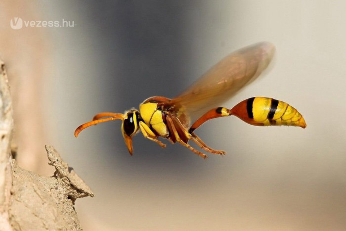 Balesetet okozott egy darázs