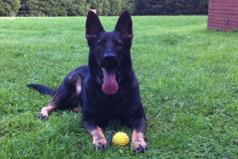 Rendőrkutyák tépték az ittas sofőrt