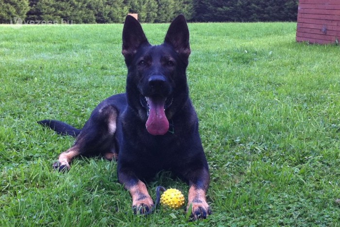 Rendőrkutyák tépték az ittas sofőrt