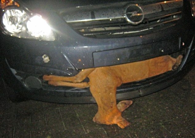 Őzet fogott az autó