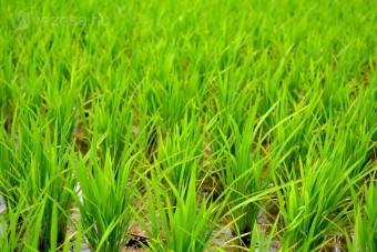 Rizsföld az autóalkatrész-gyár tetején