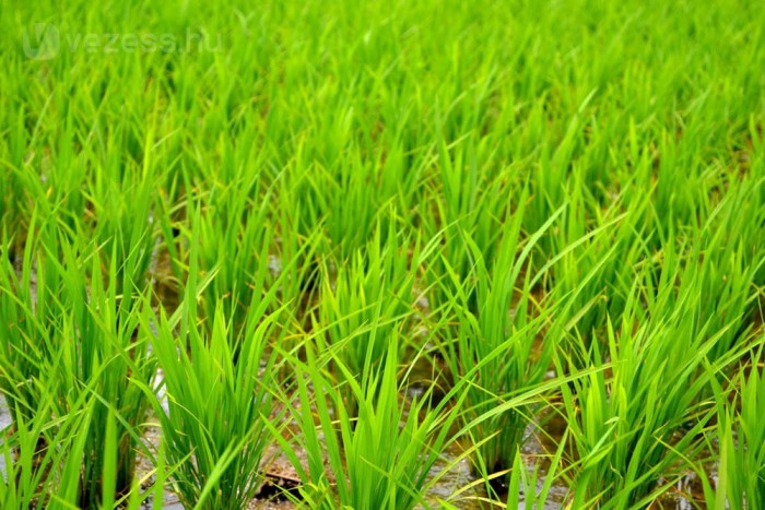 Rizsföld az autóalkatrész-gyár tetején
