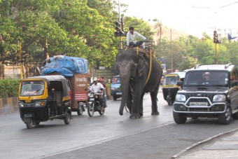 Rendszámot kapnak az elefántok