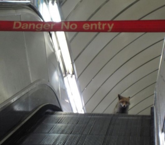 Metrózó róka Londonban 4