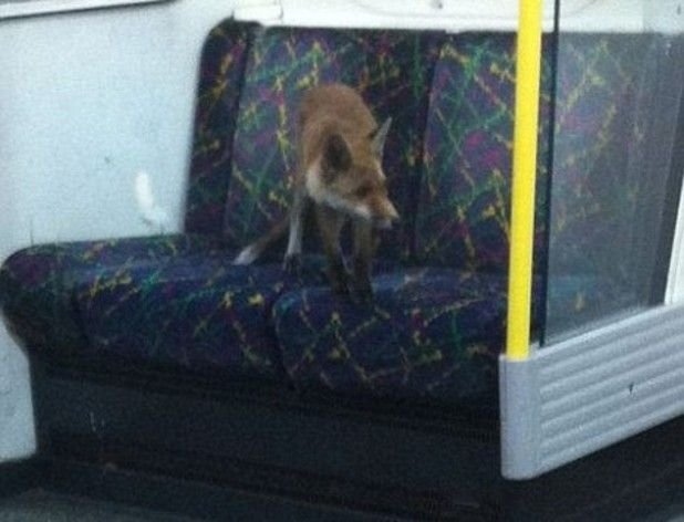 Metrózó róka Londonban 4