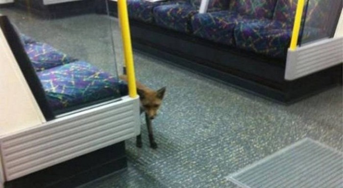 Metrózó róka Londonban 5