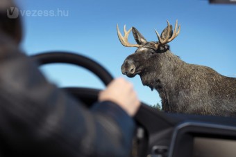 Szarvas-kerülés közben medvét gázolt