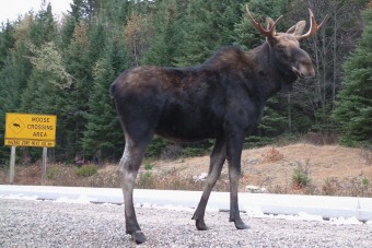 Jávorszarvas a német autópályán